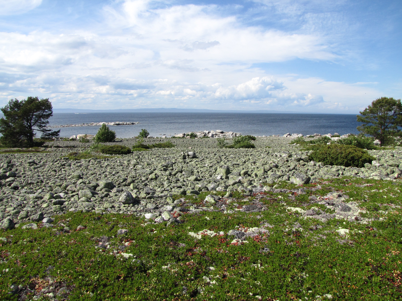 Gran_juni2013_Foto_Ann_Gottvall2